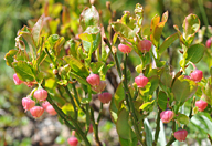 Vaccinium myrtillus